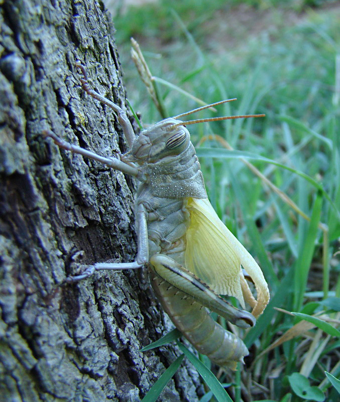 La muta della  Anacridium aegyptium